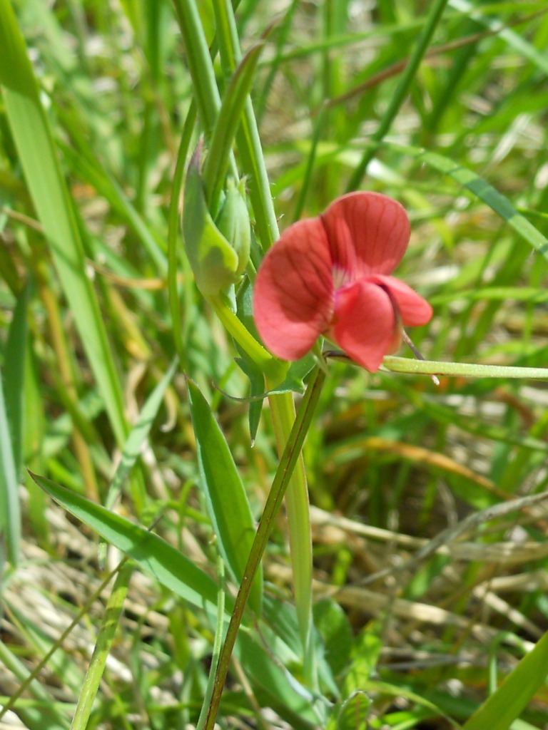 Lathyrus cicera